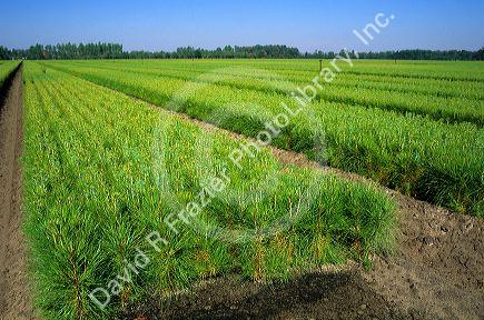 Southern pine tree farm near Waycross, Georgia.