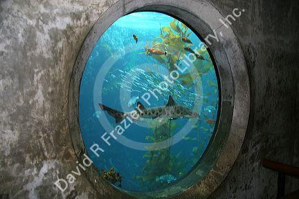 Fish swim in an underwater display at the Monterey Bay Aquarium, Monterey, California.