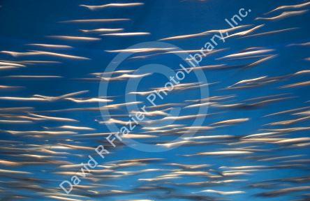 Anchovies swim in an underwater display at the Monterey Bay Aquarium, Monterey, California.