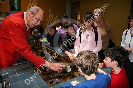 Docent in red jacket at the touching pool showing children and visitors sea creatures. Monterey Bay Aquarium, Monterey, California.