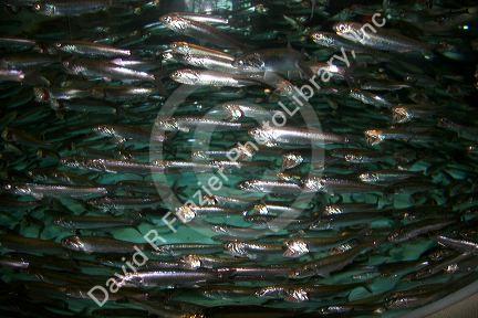 Anchovies swim in an underwater display at the Monterey Bay Aquarium, Monterey, California.