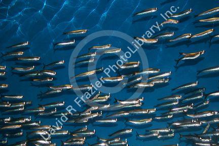 Anchovies swim in an underwater display at the Monterey Bay Aquarium, Monterey, California.