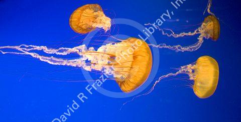 Jelly fish swim in an underwater display at the Monterey Bay Aquarium, Monterey, California.