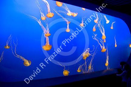 Jelly fish swim in an underwater display at the Monterey Bay Aquarium, Monterey, California.