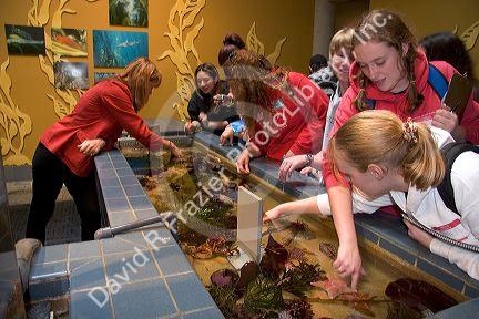 Docent in red jacket at the touching pool showing children and visitors sea creatures. Monterey Bay Aquarium, Monterey, California.
