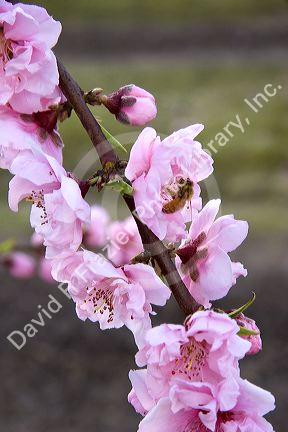 Bee pollinating fruit blossom near Merced, California.