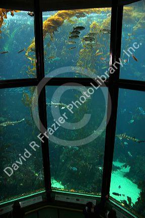 Fish swim in an underwater display at the Monterey Bay Aquarium, Monterey, California.