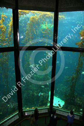 Fish swim in an underwater display at the Monterey Bay Aquarium, Monterey, California.