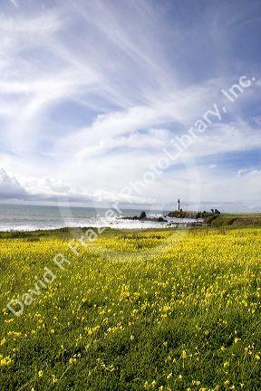 Pigeon Point Lighthouse near Half Moon Bay, California with a field of oxalis (sourgrass) flowers.