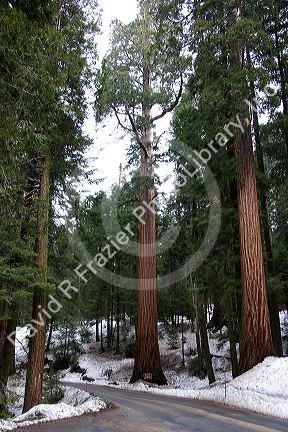 Giant redwood trees in Sequoia National Park, California.