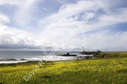 Pigeon Point Lighthouse near Half Moon Bay, California with a field of wild oxalis sourgrass flowers.
