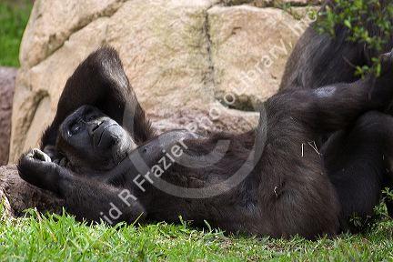 Gorilla at the Audubon Zoo in New Orleans, Louisiana.