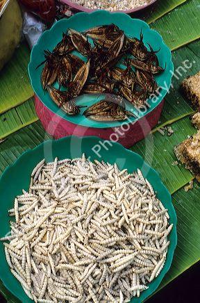 Insects and worms being sold as food in Thailand.