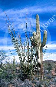 Ocotillo blooms red next to a saguaro cactus at Pipe Organ National Monument in Arizona.