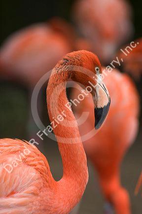 Flamingo's at the Audubon Zoo in New Orleans, Louisiana.