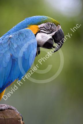 Macaw parrot at the Audubon Zoo in New Orleans, Louisiana.
