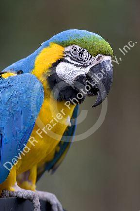 Macaw parrot at the Audubon Zoo in New Orleans, Louisiana.