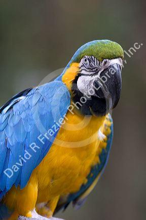Macaw parrot at the Audubon Zoo in New Orleans, Louisiana.