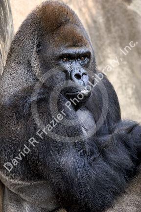 Gorilla at the Audubon Zoo in New Orleans, Louisiana.