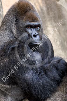 Gorilla at the Audubon Zoo in New Orleans, Louisiana.