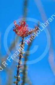 Ocotillo cactus blossom in Arizona.