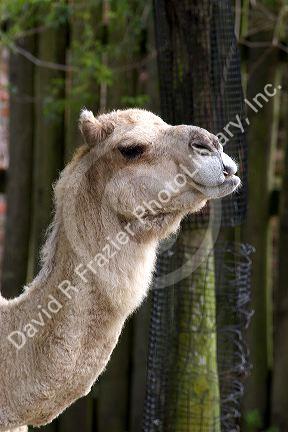 Camel at the Audubon Zoo in New Orleans, Louisiana.