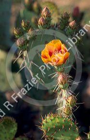 Prickly pear cactus blossom in Arizona.