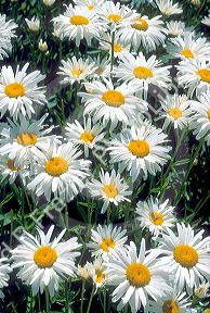 Shasta daisies in a field.