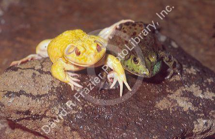 Albino and normal bull frog.