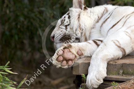 A white tiger showing the underside of it's paw at the Audubon Zoo in New Orleans, Louisiana.