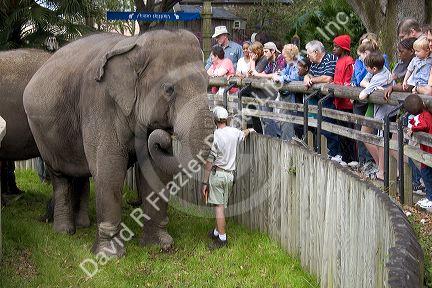 An elephant with visitors at the Audubon Zoo in New Orleans, Louisiana.