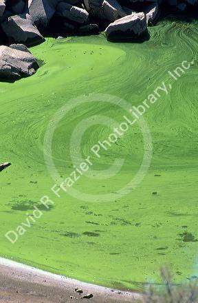 Green algae on the surface of Brownlee Reservior, Idaho.