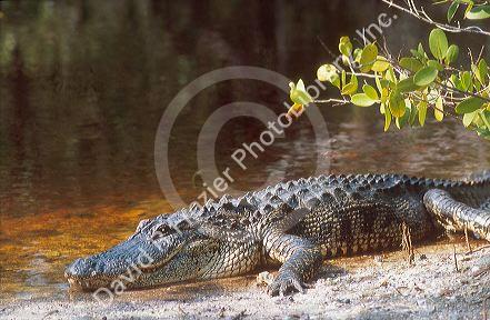 Close up of an american alligator at the J.N. Ding Darling National Wildlife Refuge on Sanibel Island, Florida.