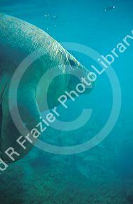 Manatee, sea cow in Florida waters.