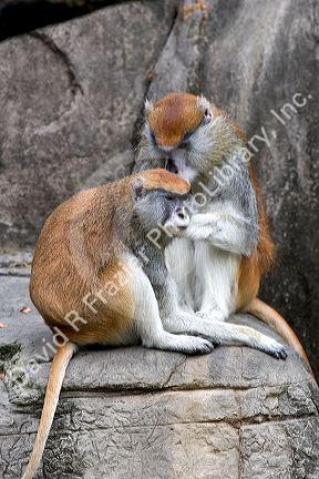 Patas monkey at the Audubon Zoo in New Orleans, Louisiana.