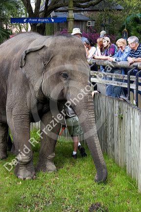 An elephant with visitors at the Audubon Zoo in New Orleans, Louisiana.