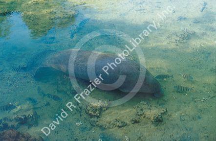Manatee, sea cow in Florida waters.
