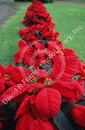 Poinsettia plants growing outdoors in Kauai, Hawaii.