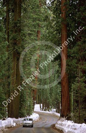 Giant redwood trees in Sequoia National Park, California.