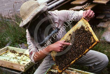 A female beekeeper points to the queen bee on a beehive super.
