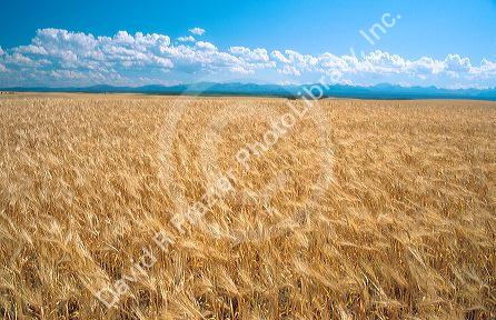 Barley field in Eastern Idaho.