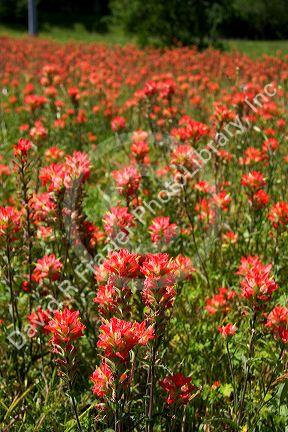 Indian paintbrush wildflowers in Texas.