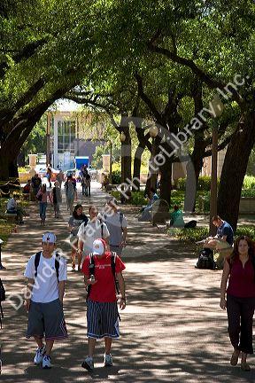 Students walking and using cell phones on the campus of University of Texas in Austin.