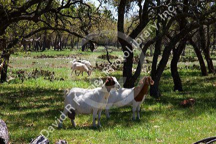 Goats grazing near Johnson City, Texas.