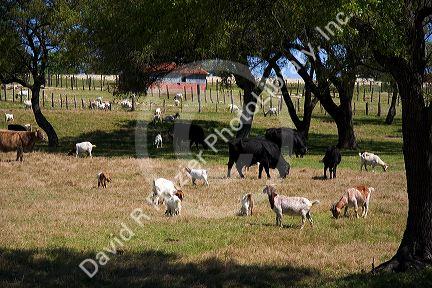 Goats and cows graze in a field near Johnson City, Texas.