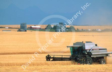 Combine harvests barley grain in eastern Idaho.