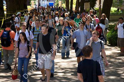 Students walking and using cell phones on the campus of University of Texas in Austin.