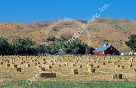 Baled hay on Ranch north of Boise, Idaho.