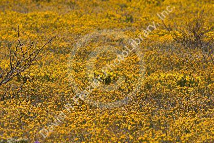 A field of yellow wild flowers near Artesia, New Mexico.