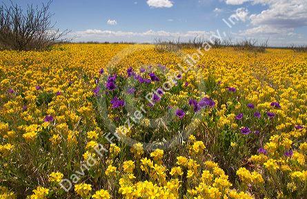 A field of yellow bladderpod and purple wild flowers near Artesia, New Mexico.
